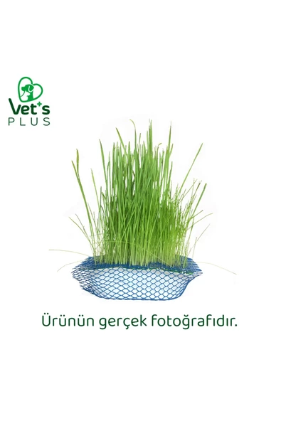 Vet's Plus %100 Doğal Fileli Kedi Çimi (Tüy Yumağı Önleyici) - 2