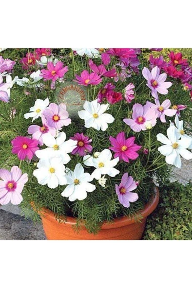 Kozmoz Çiçeği Tohumu 30 Adet Cosmos Dwarf Mix.