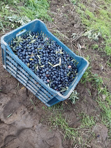 Mehmet İnan Gemlik Sofralık Siyah zeytin (XL) - 6