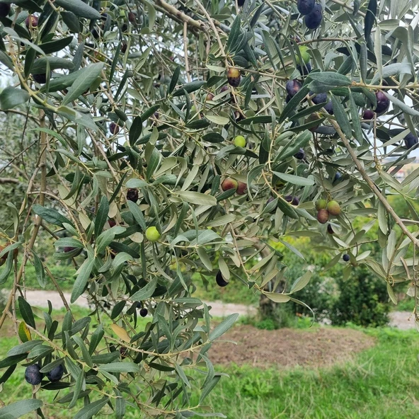 Tüplü Yemelik ve Sıkımlık Samsun Zeytini Fidanı