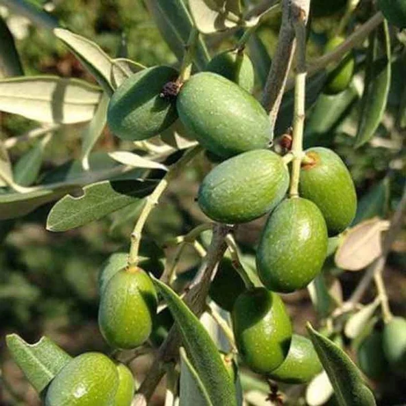 Her Bölgeye Uygun Tüplü Sofralık ve Sıkımlık Amasya Zeytini Fidanı - 1
