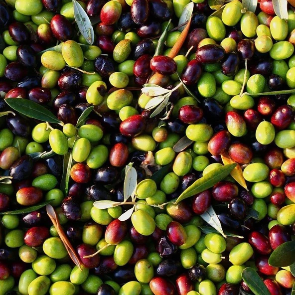 Tüm İklimlere Uygun Tüplü Sofralık ve Sıkımlık Ordu Zeytini Fidanı ürün görseli 1