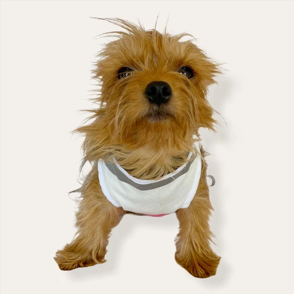 Mega Stripes Atlet by Kemique Köpek Kıyafeti  Köpek Elbise - 8