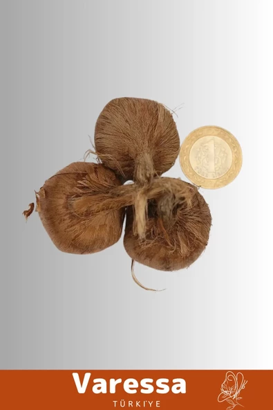 Premium Özel Dikime Hazır Yerli Üretim Safranbolu Safran Bitkisi Soğanı Büyük Boy 1. Kalite - 5 Adet - 3