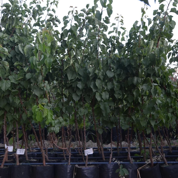 3 yaş TÜPLÜ AŞILI ŞEKERPARE KAYISI FİDANI - Resim 2