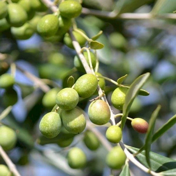 Özel Üretim Sofralık ve Sıkımlık Tüplü İspanya - Manzanilla Zeytini Fidanı ürün görseli