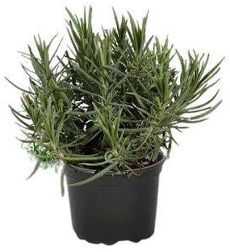 Lavandula Intermedia Lavanta Fidanı 2 Adet 30-40 Cm - 2