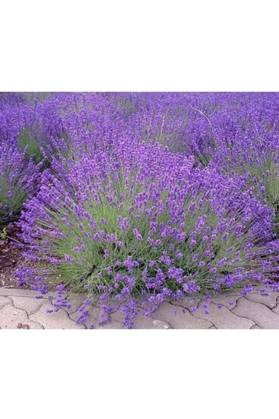 Lavanta Fidanı 3 Adet 10-20 cm - Resim 2