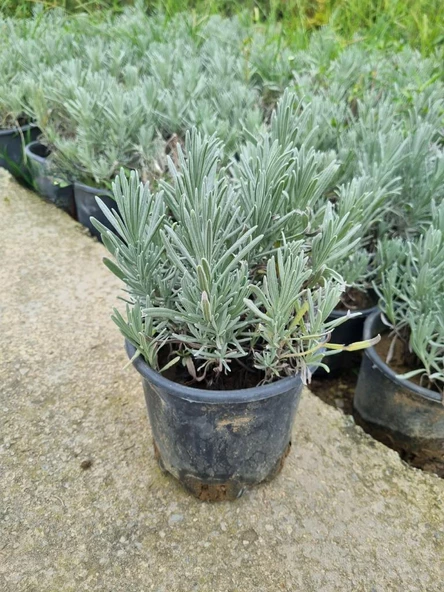 Lavanta Fidanı 1 Adet 10-30 cm 1 Yaş (lavandula Intermedia)