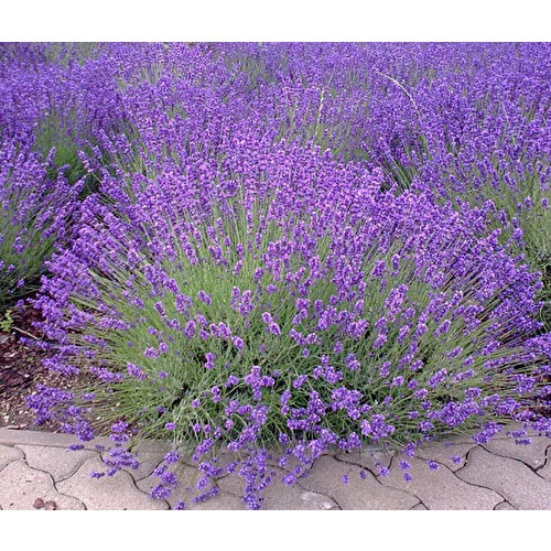 Kuzeybatı Moru Lavanta Fidanı 2 Adet 20-30 cm (Lavandula intermedia) - Resim 3