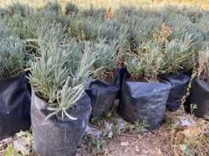 Psikedelik Mor Lavanta Fidanı 15-25 cm 5 Adet Kabristan Mezarlık İçin