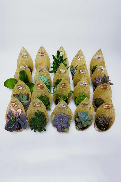 Yılbaşı Hediyesi Sukulent Kaktüs Kurumsal Şirket Yeni Yıl Hediyeleri Jüt Kumaş Süsleme 50 Adet - 3