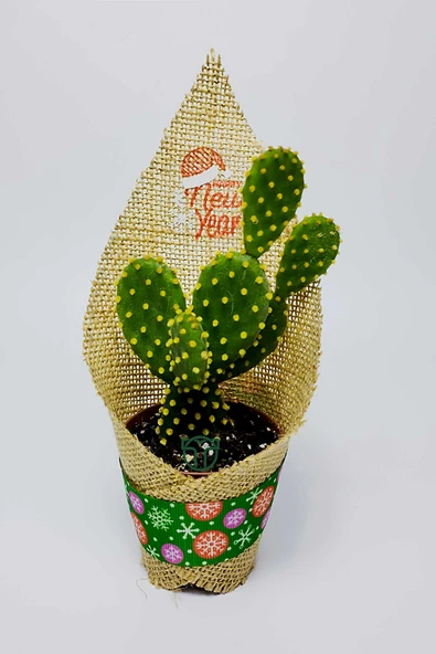 Yılbaşı Hediyesi Sukulent Kaktüs Kurumsal Şirket Yeni Yıl Hediyeleri Jüt Kumaş Süsleme 50 Adet - 4