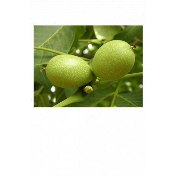 Reçellik Yeşil Ceviz 1 Kg.