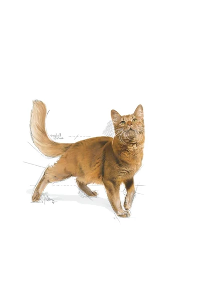 Royal Canin Fit 32 Yetişkin Kedi Maması 2kg - 4