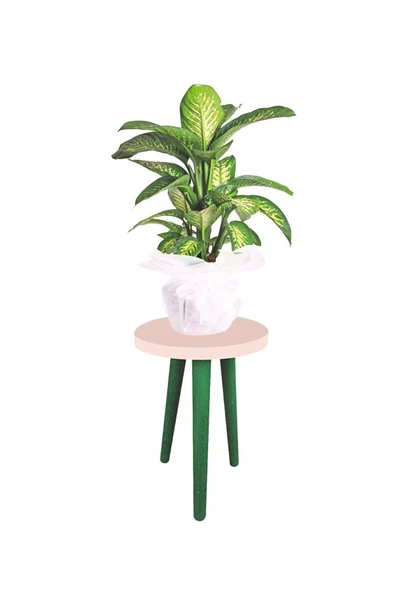 LİVA AHŞAP Saksı Taburesi 4 Adet ( sarı pembe yeşil ve kahve renk) - 5