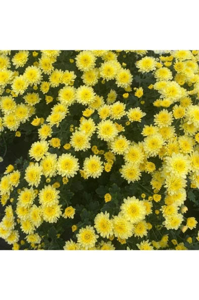 Kasımpatı  (chrysanthemum) Sarı Renk 10-20 cm - Resim 2