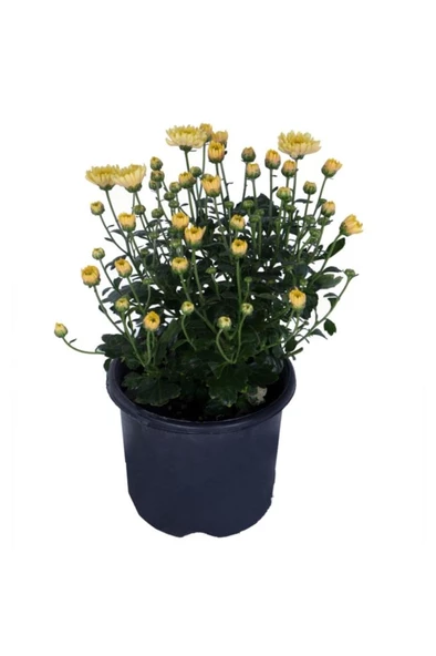 Kasımpatı  (chrysanthemum) Sarı Renk 10-20 cm ürün görseli 1
