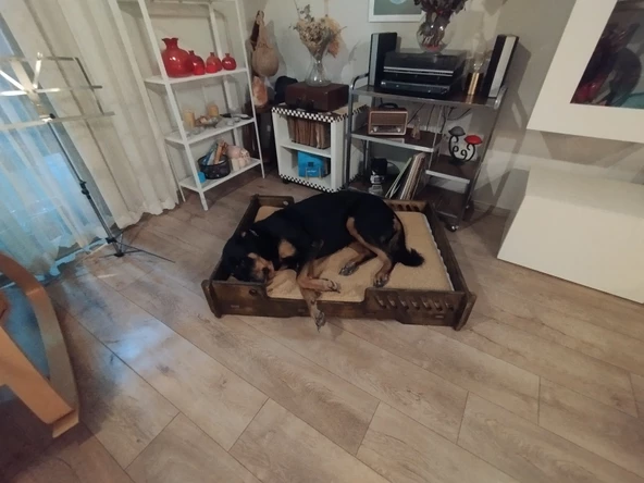 ED PET DİZAYN Bilbao Kedi Köpek Yatağı 70x100 Ceviz Renk.18 mm Kontroplak Şık Tasarım - 4
