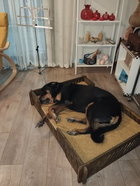 ED PET DİZAYN Bilbao Kedi Köpek Yatağı 70x100 Ceviz Renk.18 mm Kontroplak Şık Tasarım - 5