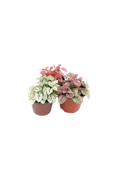 Fittonia, Fittonya 3lü Paket Halinde