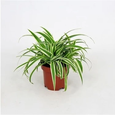Üretim Saksılı Kurdele Çiçeği Chlorophytum Comosum Variegatum - 3
