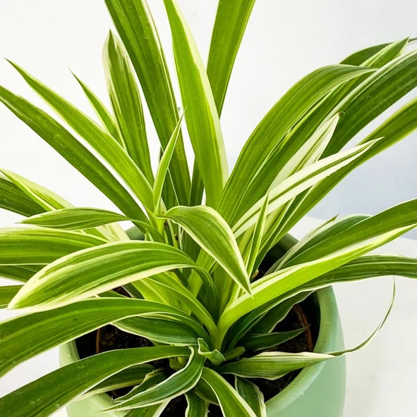 Üretim Saksılı Kurdele Çiçeği Chlorophytum Comosum Variegatum