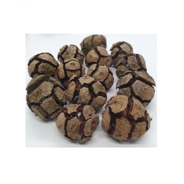 Selvi (Servi) Kozalağı 1 kg, Derya Eren - 3