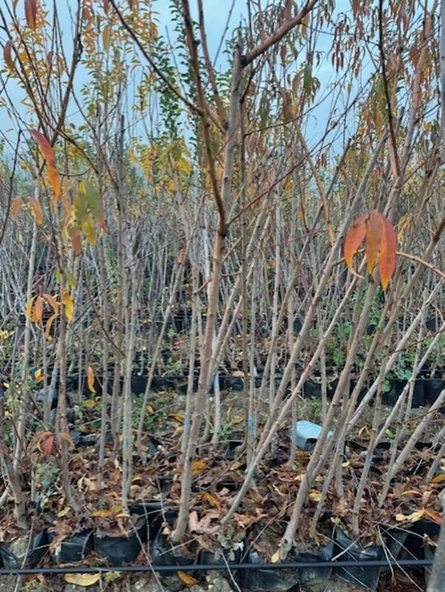 TÜPLÜ 3 YAŞ ROYAL GLORY ŞEFTALİ FİDANI BOY 150-180 CM - 4