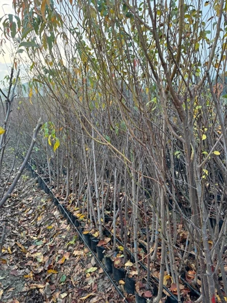 TÜPLÜ 3 YAŞ ROYAL GLORY ŞEFTALİ FİDANI BOY 150-180 CM - 3