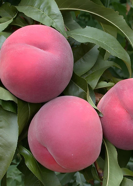 TÜPLÜ 3 YAŞ ROYAL GLORY ŞEFTALİ FİDANI BOY 150-180 CM - 2