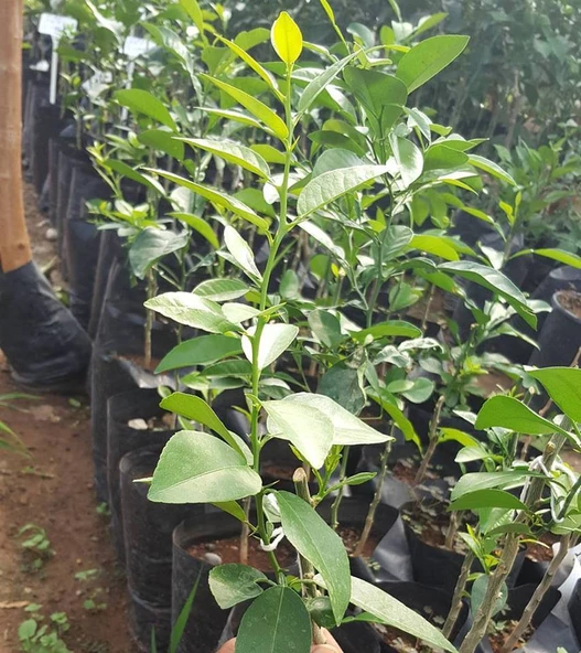 MİSKET LİMONU (LİME) TAM BODUR (ÖZEL AŞI) - Resim 2