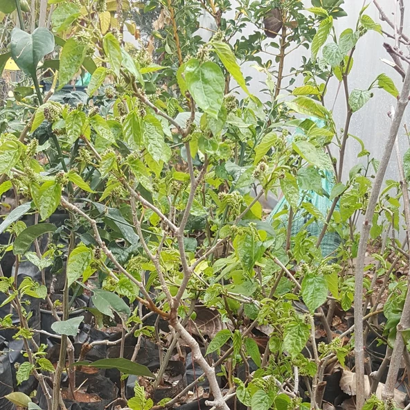 3 Yaş Aşılı Avusturalya Yediveren Siyah Karadut Fidanı, Torbada - 2