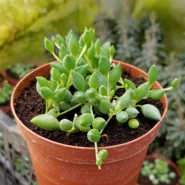 Söbe-Boncuk Çiçeği Sukulent,Senekio (Klenia Rowleyanus) 8 Cm Saksı - 2