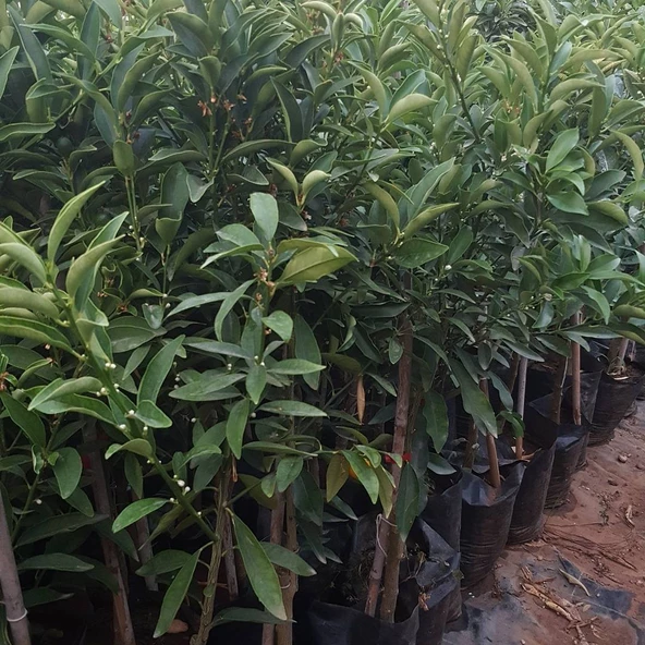 Aşılı Kamkat+Yediveren Limon+Mandalina Pakedi, Torbada - 4