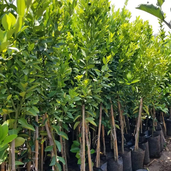 2 Yaş Aşılı  Calamondin Süs Mandalinası Fidanı, Torbalı - Resim 2