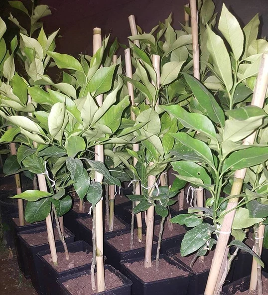 3 Yaş Aşılı Yediveren Mayer Limon Fidanı, Torbada - 2