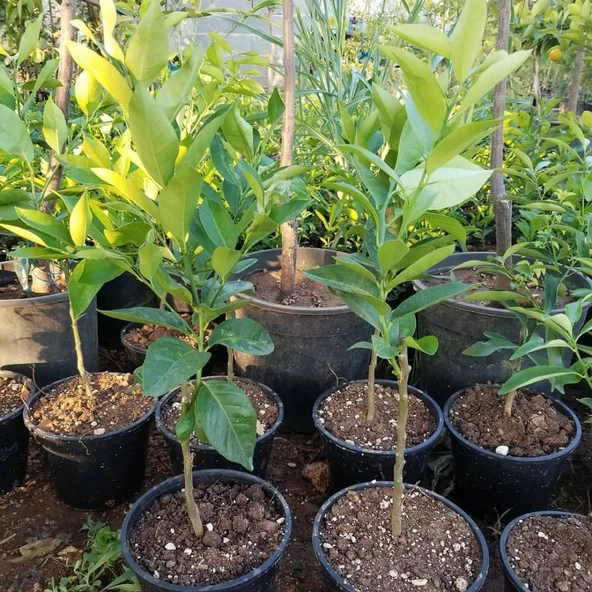 2 Yaş Aşılı Meyvesiz Yediveren Bodur Limon Fidanı, Torbada - Resim 4
