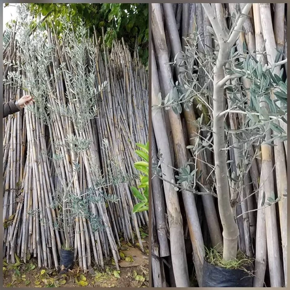 5 Yaş Aşılı Trilye (Gemlik) Zeytin Fidanı, Torbada - 2