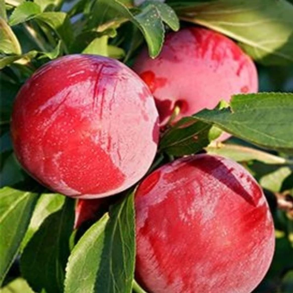 4 Yaş Aşılı Erik Fidanı FORMOSA, Saksıda ürün görseli