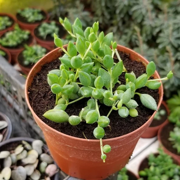 Söbe-Boncuk Çiçeği Sukulent,Senekio (Klenia Rowleyanus) 8 Cm Saksı - 3