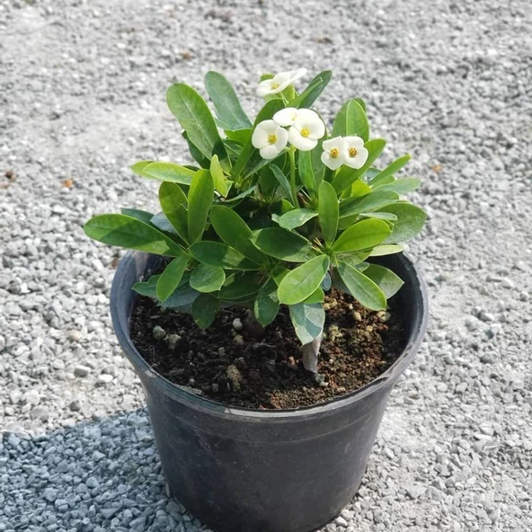İTHAL Orijinal BEYAZ Euphorbia Milii / Dikenler Tacı Küçük Saksıda - 2