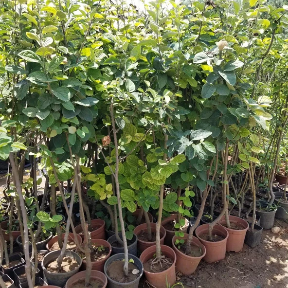 7 Yaş Aşılı Eşme Ayva Fidanı , Saksıda - 3