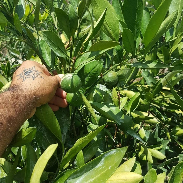Aşılı Kamkat+Yediveren Limon+Mandalina Pakedi, Torbada - 2