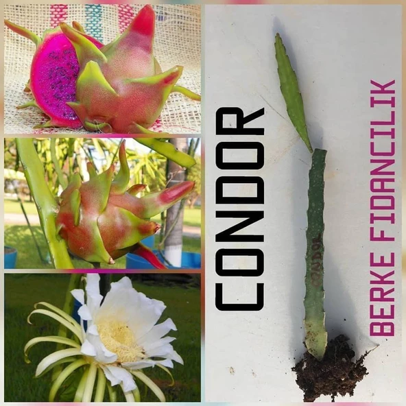 Pitaya-Ejder Meyvesi Özel Tür CONDOR, Torbada - 2