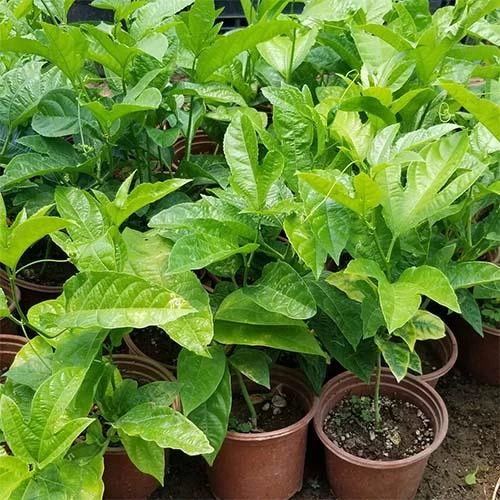 PASİFLORA EDULİS Çarkıfelek Fidanı +15 cm - 2