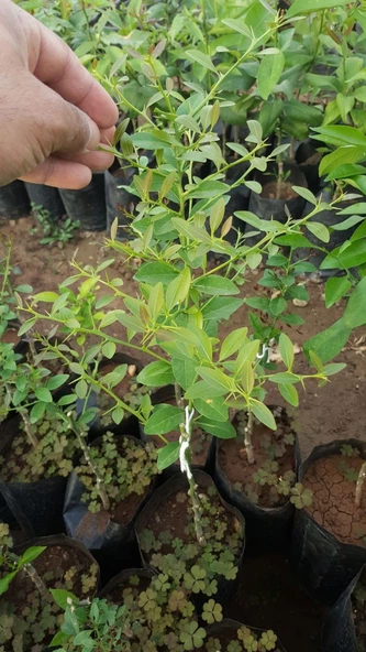 5 Yaş Aşılı Finger, Parmak, Havyar Limon Fidanı, Torbada - Resim 2