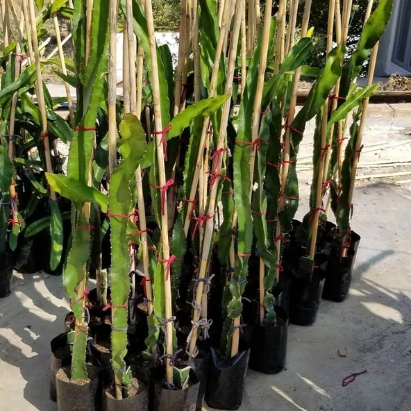 Sarı Pitaya Ejder Meyvesi Fidanı, Torbada - 2