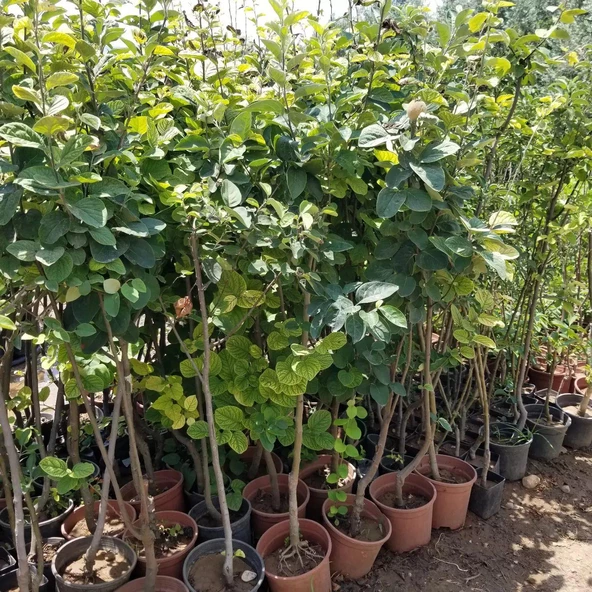 7 Yaş Aşılı Eşme Ayva Fidanı , Saksıda - 4