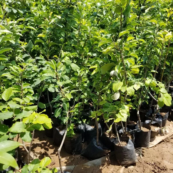 3 Yaş Aşılı Santamaria Armut Fidanı, Torbada - 3